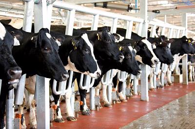 Bò nuôi tại trang trại của Tập đoàn TH. Theo Chủ tịch Hội đồng Quản trị Tập đoàn TH, bà Thái Hương, hiện đàn bò sữa của TH đã lên tới trên 35.000 con, chiếm 20% tổng đàn bò cả nước.