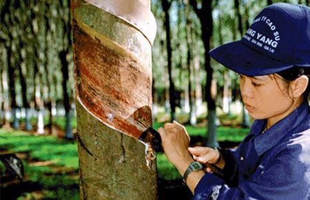 Tập đoàn Công nghiệp Cao su Việt Nam hiện vẫn chưa có Chủ tịch Hội đồng Thành viên.