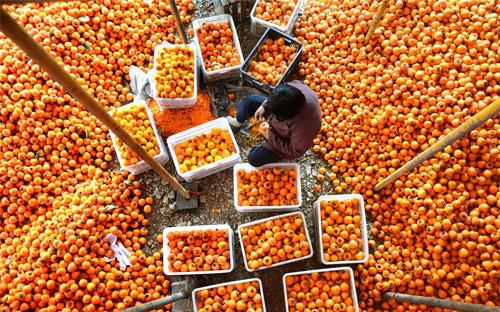 Một nông dân ở Sơn Đông, Trung Quốc thu hoạch quả hồng. Nhu cầu của thế giới đối với hàng hóa của Trung Quốc đã giảm trong năm nay - Ảnh: Tân Hoa Xã/WSJ.<br>
