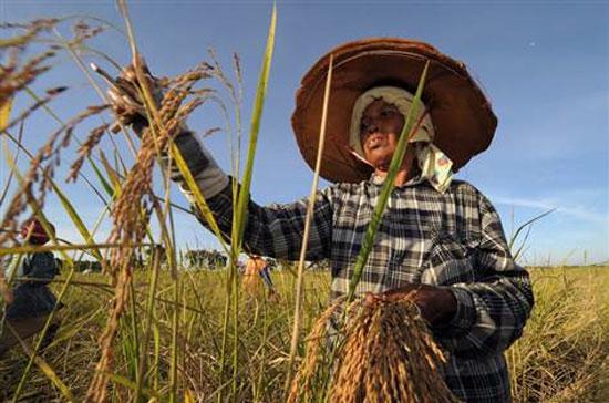 Chương trình tạm trữ lúa gạo đầu tiên của Thái Lan kéo dài từ tháng 10/2011-9/2012 - Ảnh: AFP/MSNBC.