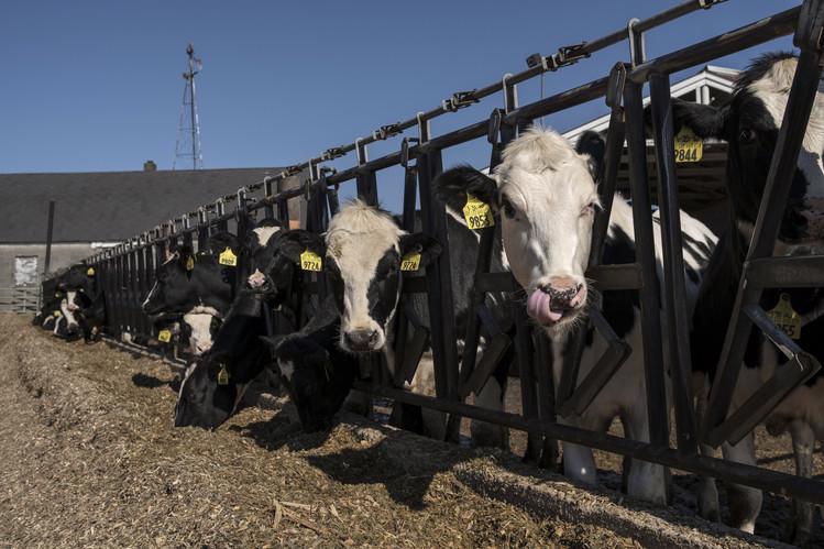Một trang trại bò sữa ở Mỹ - Ảnh: WSJ.<br>