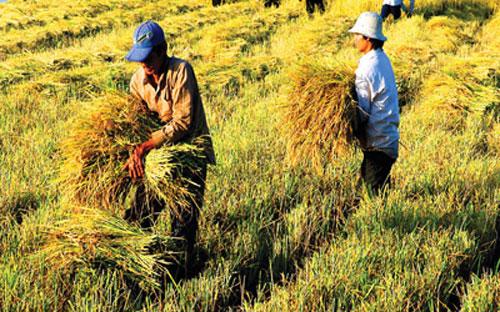 Việt Nam sẽ bắt đầu thu hoạch vụ Đông Xuân, vụ lúa lớn nhất năm tại khu vực ĐBSCL, vào tháng tới.