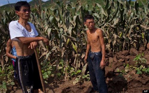 Những người nông dân Triều Tiên bên ruộng ngô - Ảnh: AP.<br>