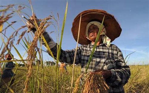 Một người nông dân Thái Lan đang thu hoạch lúa - Ảnh: AFP.<br>