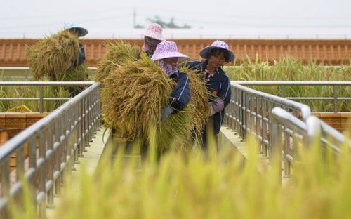 Với mức giá xuất khẩu như hiện nay, gạo Việt Nam đã đắt hơn gạo Thái Lan, một điều ít gặp trước đây - Ảnh: Reuters.<br>