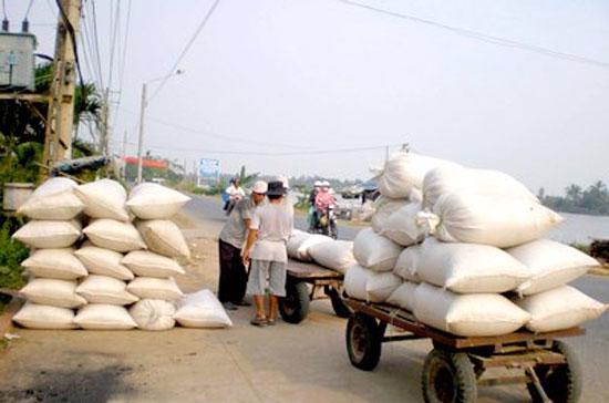 Giá lúa khô tại kho khu vực ĐBSCL loại thường  trong tuần qua dao động từ 5.700 - 5.800 đồng/kg, giảm 100 -150 đồng/kg.