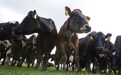 Một đàn bò sữa của New Zealand. Ngành sữa của nước này được dự báo sẽ hưởng lợi từ TPP - Ảnh: Bloomberg.<br>