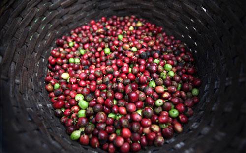 Quả cà phê chín được thu hoạch ở một trang trại thuộc Java, Indonesia - Ảnh: Bloomberg.<br>