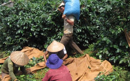 Sản lượng cà phê của Việt Nam niên vụ này được dự báo sẽ tăng ít nhất 
10% so với niên vụ trước, lên mức 28 triệu bao (mỗi bao nặng 60 kg).