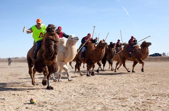 Một trấn đấu polo lạc đà ở Mông Cổ, nơi khách VIP người Trung Quốc của Louis Vuitton được hãng này đưa tới thưởng thức - Ảnh: LV/WSJ.