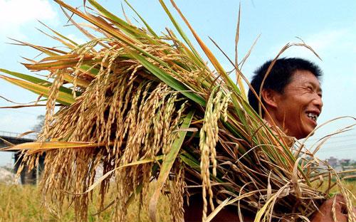 Chương trình mua gạo tạp trữ của Chính phủ đã làm giảm bớt những áp lực 
đẩy giá gạo đi xuống vào lúc vụ thu hoạch lúa Đông Xuân đang ở giai đoạn
 cao điểm
