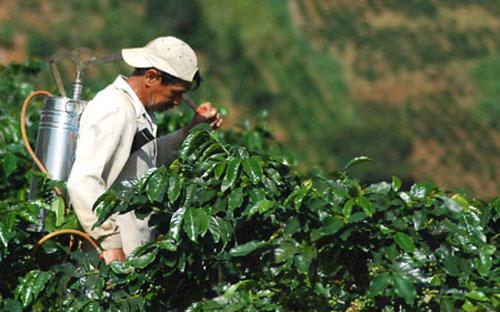 Đến nay đã vào vụ mới, 70% khu vực trồng cà phê Tây Nguyên bị hạn, có những vùng không có đủ nước tưới.