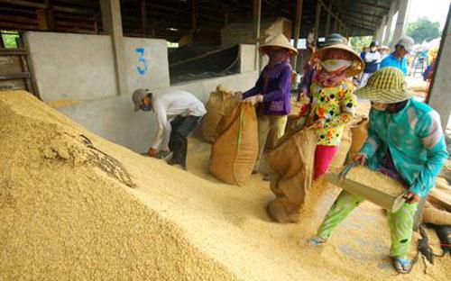 Tính đến 13/6, hầu hết các hộ ở ĐBSCL đã bước vào vụ thu hoạch rộ lúa Hè Thu.