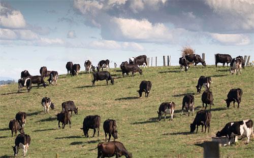 Một trang trại bò sữa ở Hamilton, New Zealand - Ảnh: Bloomberg.<br>