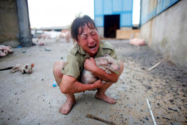 Người phụ nữ khóc ròng, tay ôm một con lợn nhỏ ở một trại nuôi lợn bị ngập lụt ở Hồ Bắc, Trung Quốc hôm 22/7 - Ảnh: Reuters.<br>