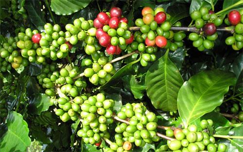 Dự báo về một mùa cà phê bội thu ở Việt Nam đang gây áp lực giảm đối với cà phê robusta giao sau ở London.