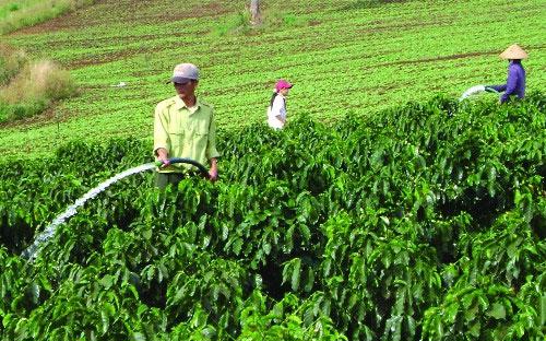Người trồng cà phê ở Tây Nguyên đang chăm sóc cây.<br>