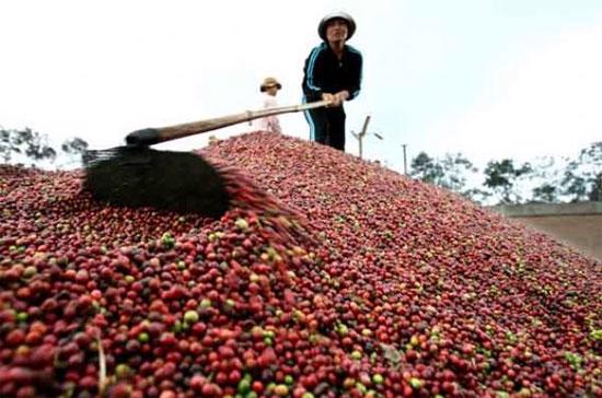 Theo dự báo, sản lượng cà phê ở Đắc Lắc, địa phương trồng cà phê lớn nhất ở Việt Nam, có thể giảm tới 1/5 trong niên vụ này.