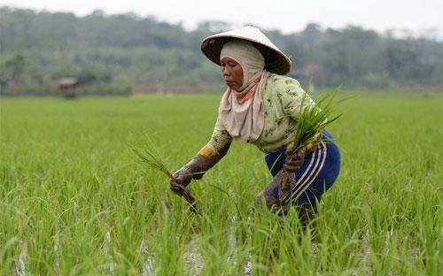 Một người nông dân Indonesia đang cấy lúa - Ảnh: Bloomberg/WSJ.
