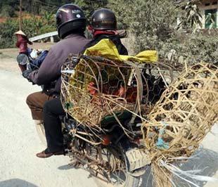 Sau khi Bộ Tư pháp có công văn phản bác, UBND Hà Nội đã quyết định vẫn cho phép người dân dùng xe máy để chở gia súc, gia cầm.