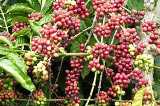 So với giá cà phê robusta giao tháng 11 trên sàn NYSE Liffe ở London, giá cà phê xuất khẩu của Việt Nam hiện đang thấp hơn 60 USD/tấn.
