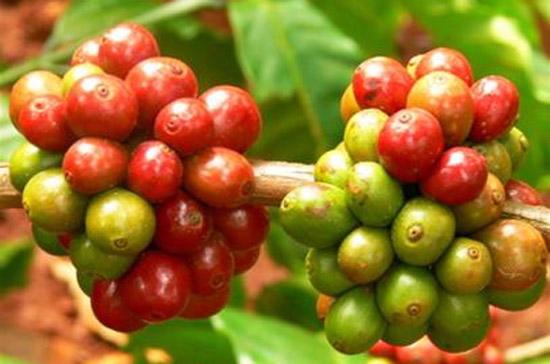 Còn 4 tháng nữa mới đến vụ thu hoạch cà phê ở Việt Nam, nước sản xuất cà phê lớn thứ nhì thế giới sau Brazil.