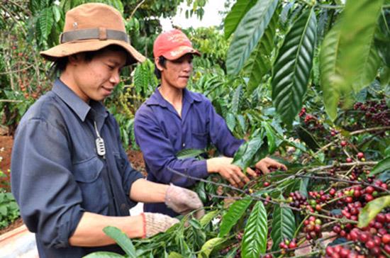 Việt Nam là nước sản xuất cà phê robusta lớn nhất thế giới và sản xuất cà phê nói chung lớn thứ nhì. 