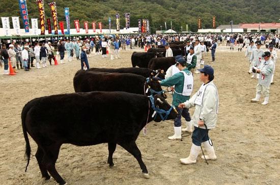 Một cuộc thi bò ở Kobe - Ảnh: Getty.