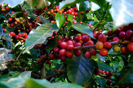 Trong vòng 1 tháng trở lại đây, giá cà phê arabica trên sàn ICE đã giảm 15%.