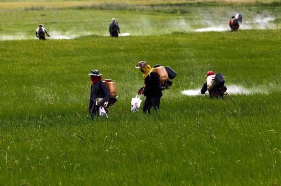 Nông dân trên cánh đồng lúa ở Thái Lan - Ảnh: Reuters/WSJ.