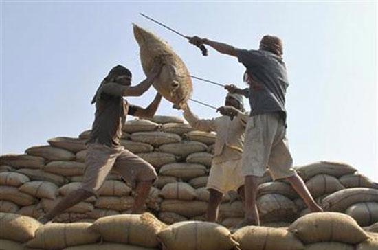 Năm nay được dự báo sẽ là một năm được mùa lương thực thứ ba liên tục ở Ấn Độ - Ảnh: Reuters.