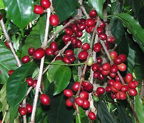 Dự trữ cà phê Robusta của Việt Nam giảm mạnh đã nâng đỡ giá cà phê loại này.