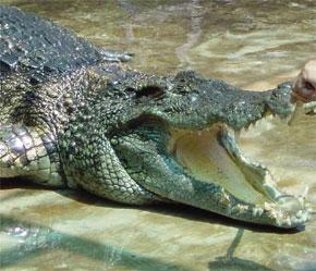 Trong thịt cá sấu có 17 loại axit amin, đặc biệt chứa 7 loại axit amin mà cơ thể con người không tự tổng hợp được.