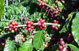 Năm 2010 nước ta đã xuất khẩu 1,1 triệu tấn cà phê và giá trị thu về là 1,67 tỷ USD.