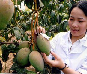 Việt Nam phấn đấu đạt kim ngạch 1 tỷ USD từ xuất khẩu rau quả và hoa cây cảnh trong giai đoạn 1999 – 2010 - Ảnh: VNN.