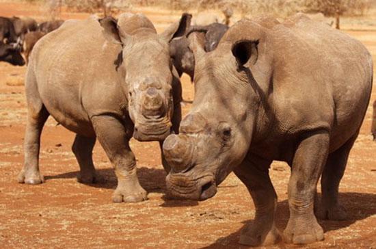 Chính phủ Nam Phi dự báo, số lượng tê giác bị săn bắn trộm ở nước này trong năm nay sẽ lên cao tới mức kỷ lục.