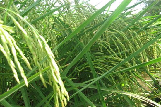 Bài học về việc trồng lúa chất lượng thấp khó bán khi thị trường không có nhu cầu không phải chưa xảy ra.