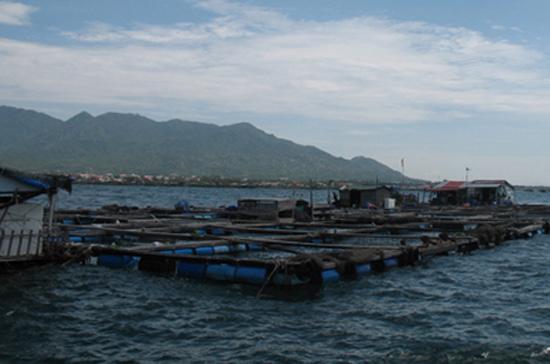 Một bè cá của người Trung Quốc ở vịnh Cam Ranh.