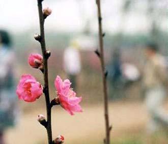 Cây đào ngày Tết trổ hoa.