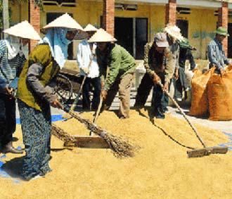 Trong bối cảnh giá lên, nhu cầu gạo trên thế giới cũng đang tăng mạnh