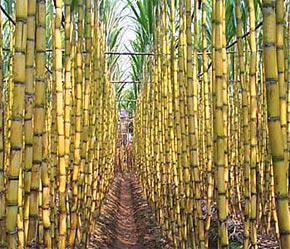 Mía đường là một trong những nguyên liệu chủ yếu để sản xuất ethanol hiện nay.