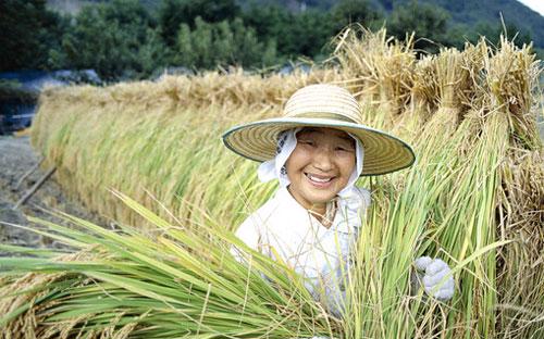 Nông nghiệp là một ngành được bảo hộ chặt chẽ ở Nhật - Ảnh: Economist.<br>