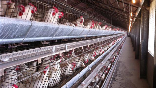 Bên trong một trang trại nuôi gà đẻ trứng ở Mỹ.