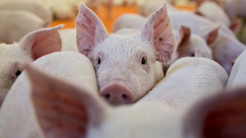 Theo dữ liệu của FAO, Trung Quốc ước tính đã tiêu hủy khoảng 24.000 con lợn tại 4 tỉnh có dịch - Ảnh: Reuters.