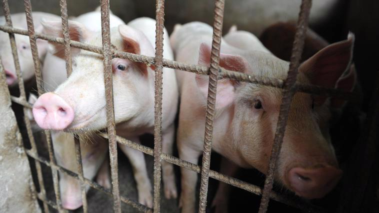 Trung Quốc là quốc gia sản xuất và tiêu thụ thịt lợn lớn nhất thế giới, theo Tổ chức Nông lương Liên hiệp quốc (FAO) - Ảnh: Newscom/CNN Money.