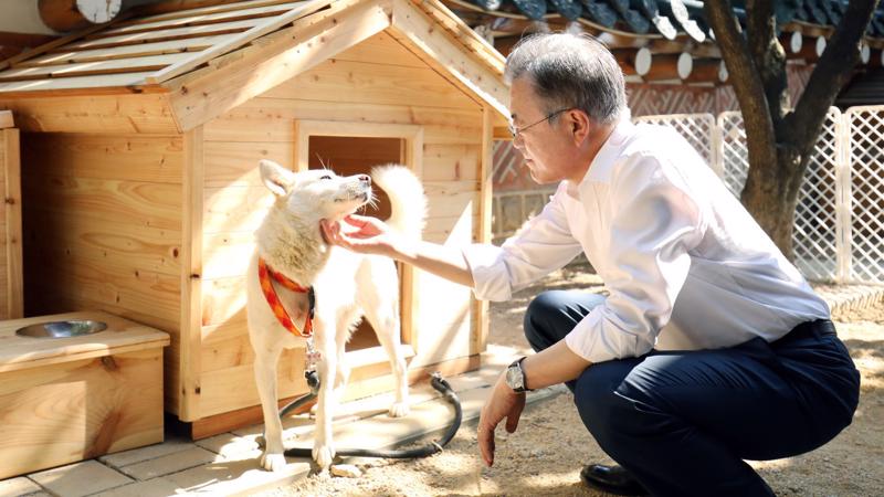 Tổng thống Hàn Quốc Moon Jae-in thăm một trong hai chú chó được Triều Tiên tặng Hàn Quốc - Ảnh: Yonhap/Bloomberg.