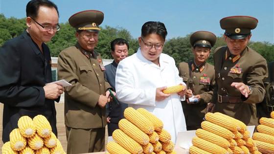 Nhà lãnh đạo Triều Tiên Kim Jong Un (áo trắng) trong một chuyến khảo sát nông trại - Ảnh: KCNA/Reuters.