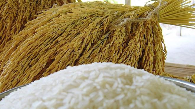 Thái Lan luôn nằm trong danh sách những nước xuất khẩu lúa gạo lớn nhất thế giới.