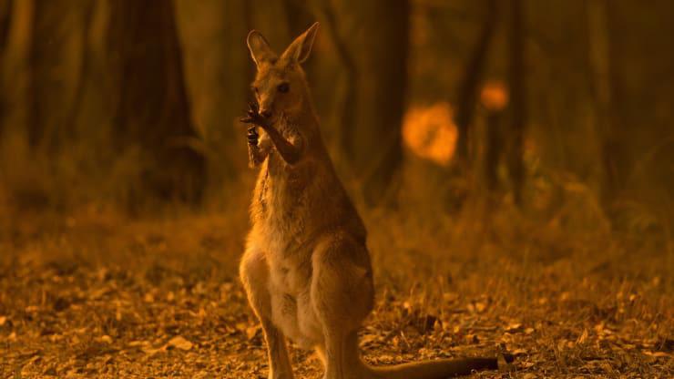 Một con kangaroo đang liếm láp chân trước bị thương vì lửa cháy rừng ở Australia - Ảnh: Getty/CNBC.