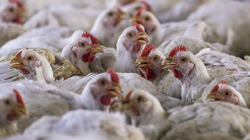 Cổ phiếu các công ty chăn nuôi gà Shandong Xiantan Co. và Shandong Minhe Animal Husbandry Co. đã tăng giá khoảng 40%. 